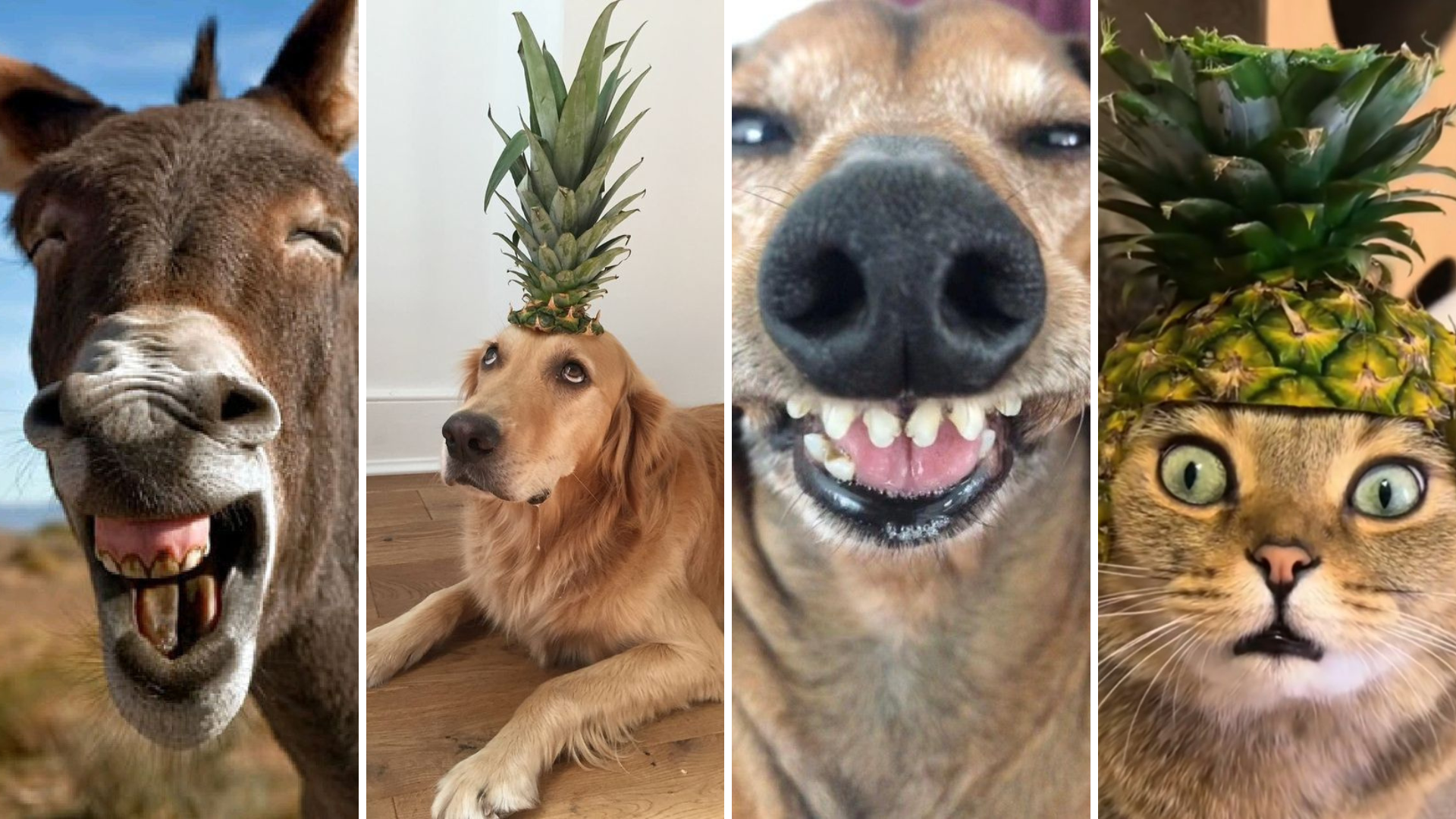 Pack de animales virales formateados 9:16